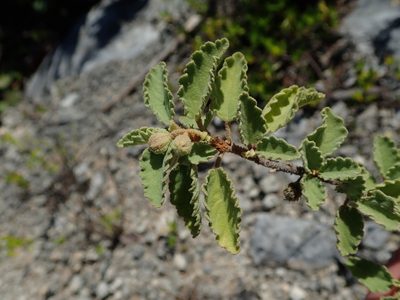 Corchorus hirsutus, photographed by Daniel Cahen