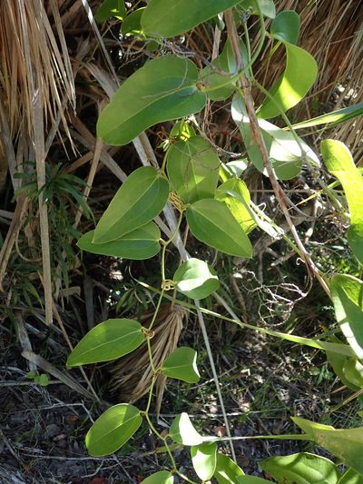 Smilax coriacea, photographed by Daniel Cahen