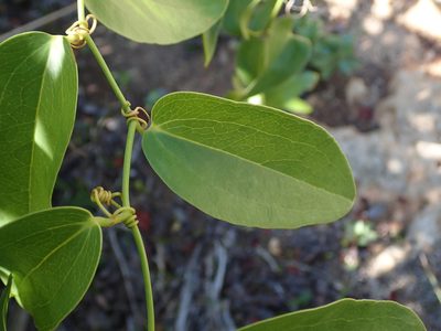 Smilax coriacea, photographed by Daniel Cahen