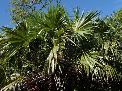Leucothrinax morrisii, photographed by Daniel Cahen