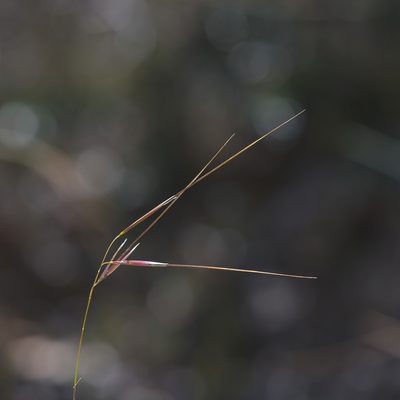 Austrostipa muelleri, photographed by Kym Nicolson