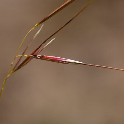 Austrostipa muelleri, photographed by Kym Nicolson