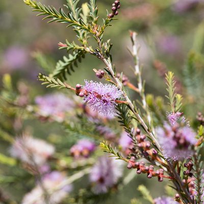 Melaleuca decussata, photographed by Kym Nicolson