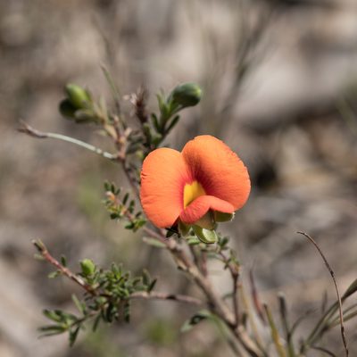 Gompholobium ecostatum, photographed by Kym Nicolson