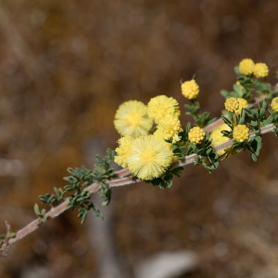 Acacia mitchellii, photographed by Kym Nicolson