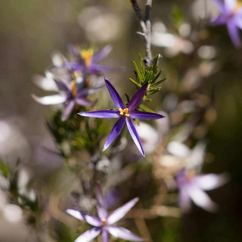 Calectasia intermedia, photographed by Kym Nicolson