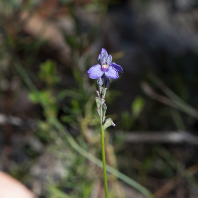 Comesperma calymega, photographed by Kym Nicolson
