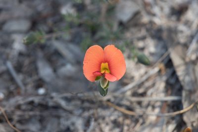 Gompholobium ecostatum, photographed by Kym Nicolson