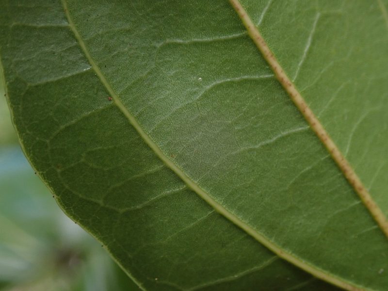 Sarcomphalus domingensis, photographed by Daniel Cahen