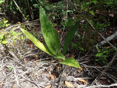 Anthurium crenatum, photographed by Daniel Cahen