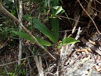 Anthurium crenatum, photographed by Daniel Cahen