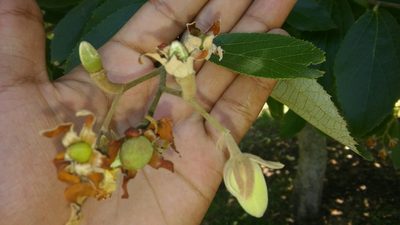 Luehea divaricata, photographed by Bahiano Ayala