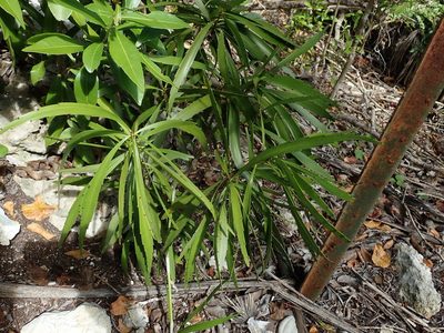 Phyllanthus epiphyllanthus, photographed by Daniel Cahen