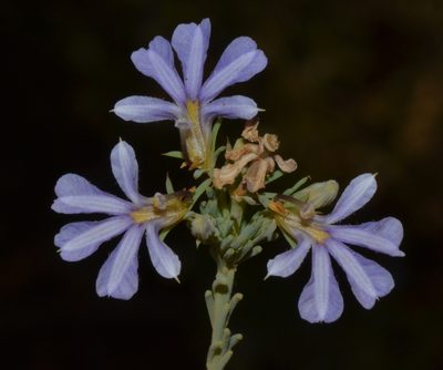Leschenaultia floribunda, photographed by T. Hammer