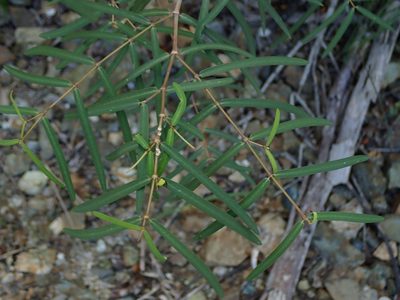 Euphorbia articulata, photographed by Daniel Cahen