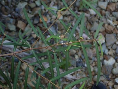 Euphorbia articulata, photographed by Daniel Cahen