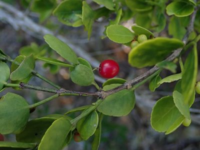 Crossopetalum rhacoma, photographed by Daniel Cahen