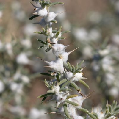 Sclerolaena bicornis, photographed by Kym Nicolson