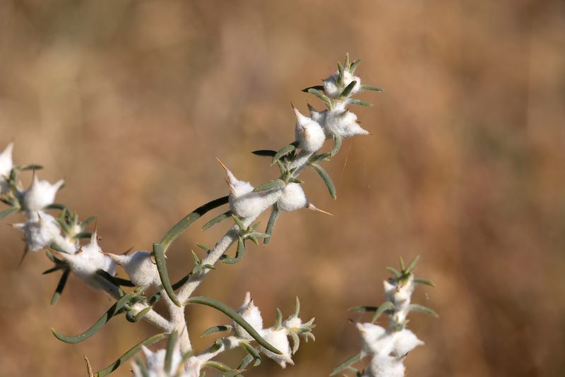 Sclerolaena bicornis, photographed by Kym Nicolson
