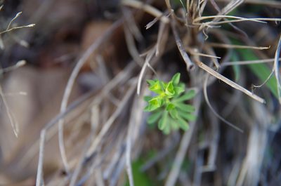 Euphorbia tetrapora, photographed by Eric Knight