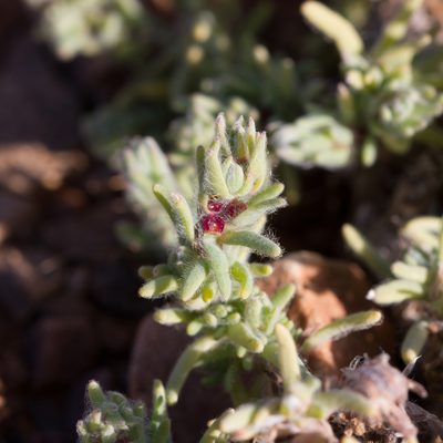 Sclerolaena brachyptera, photographed by Kym Nicolson