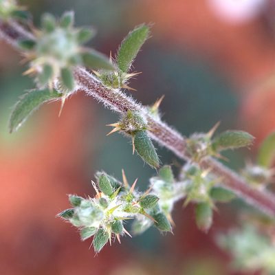 Sclerolaena convexula, photographed by Kym Nicolson