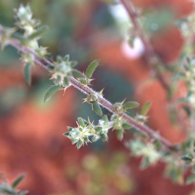 Sclerolaena convexula, photographed by Kym Nicolson
