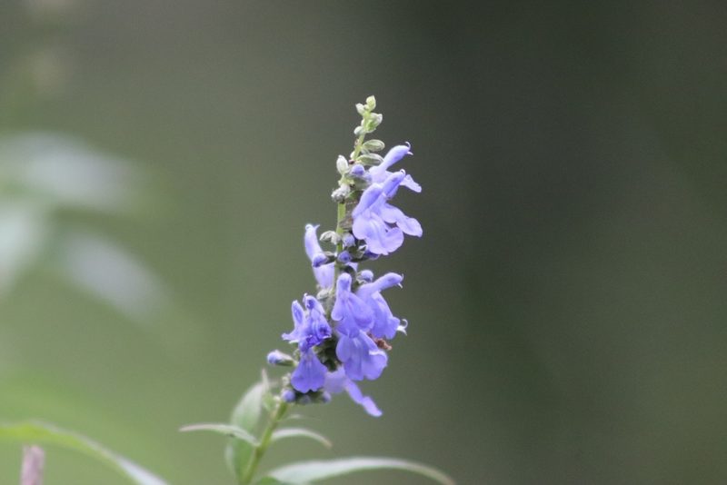 Salvia connivens, photographed by Claudio Cantú Muñiz