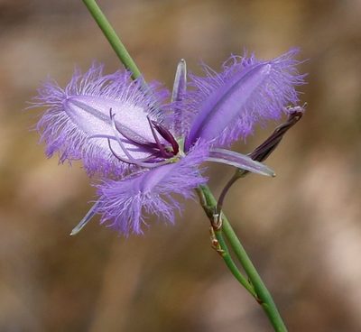Thysanotus sparteus, photographed by Margaret Langley