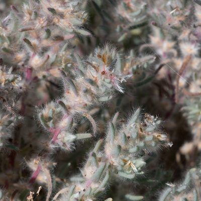 Sclerolaena lanicuspis, photographed by Kym Nicolson