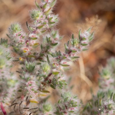 Sclerolaena lanicuspis, photographed by Kym Nicolson
