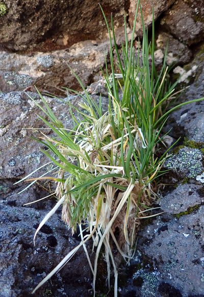 Poa novae-zelandiae, photographed by Peter de Lange