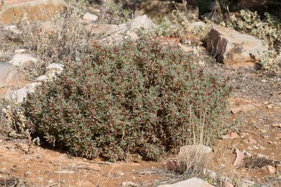Sclerolaena longicuspis, photographed by Kym Nicolson