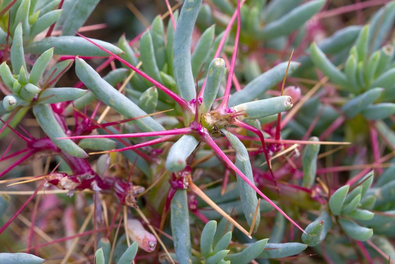 Sclerolaena longicuspis, photographed by Kym Nicolson