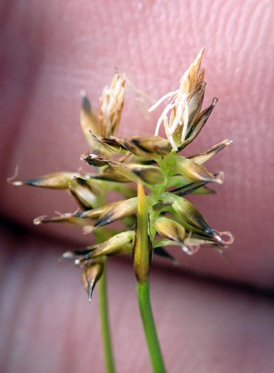 Carex cephalotes, photographed by Peter de Lange