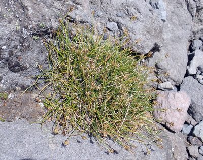 Carex cephalotes, photographed by Peter de Lange
