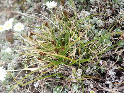 Carex cephalotes, photographed by Peter de Lange