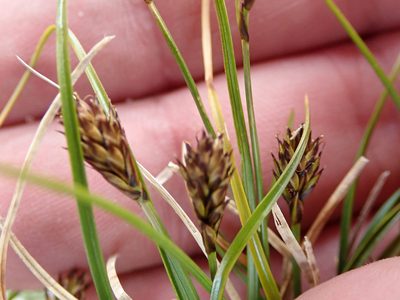 Carex cephalotes, photographed by Peter de Lange