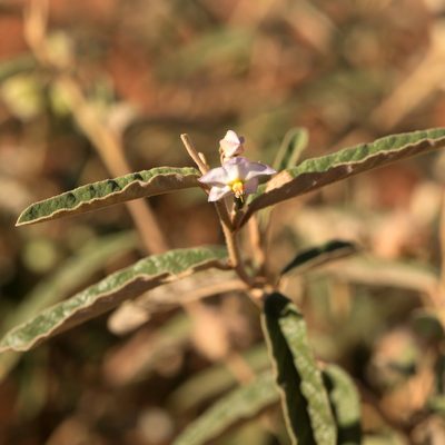 Seringia collina, photographed by Kym Nicolson