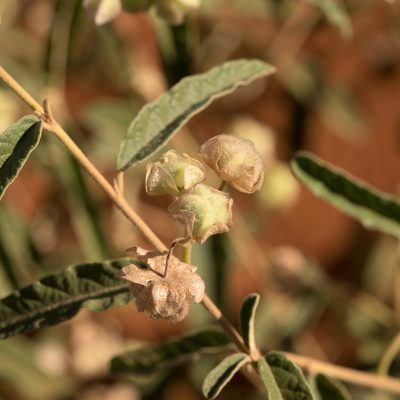 Seringia collina, photographed by Kym Nicolson