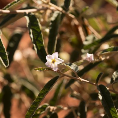 Seringia collina, photographed by Kym Nicolson