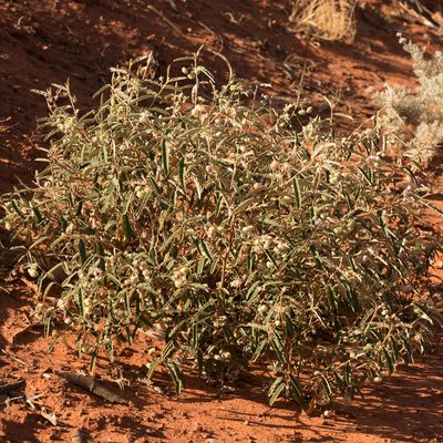 Seringia collina, photographed by Kym Nicolson