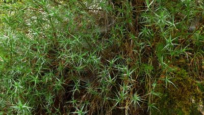 Dracophyllum pubescens, photographed by Sarah Richardson