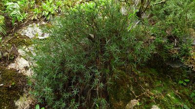 Dracophyllum pubescens, photographed by Sarah Richardson