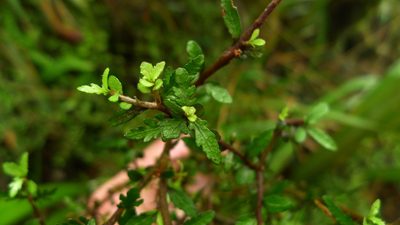 Pittosporum rigidum, photographed by Sarah Richardson