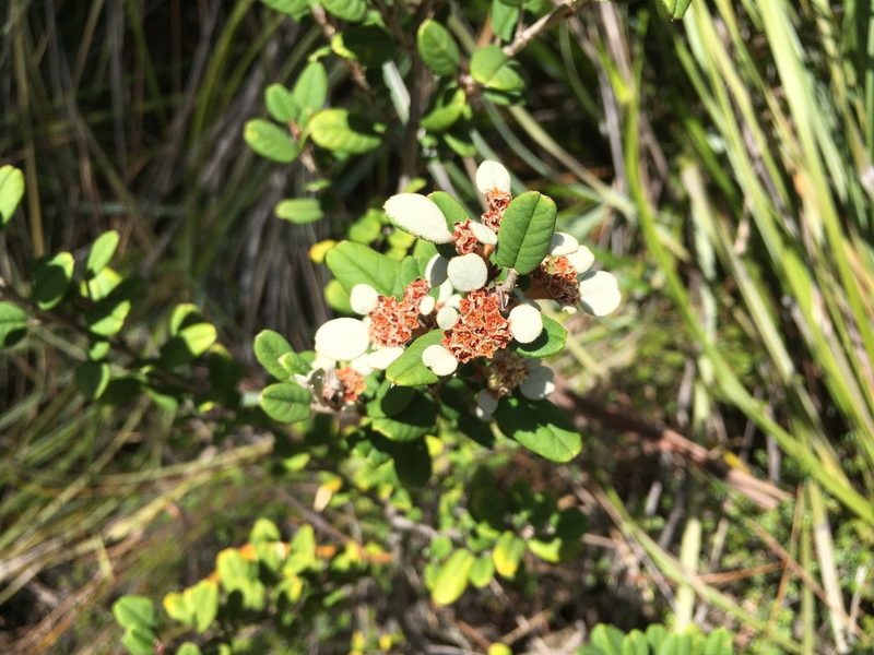 Spyridium gunnii, photographed by Miguel de Salas