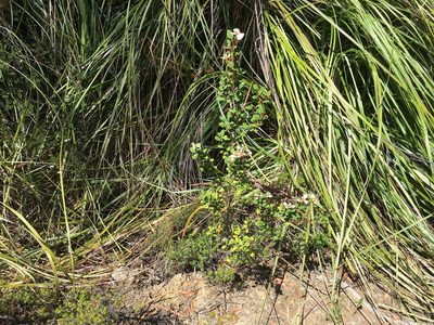 Spyridium gunnii, photographed by Miguel de Salas