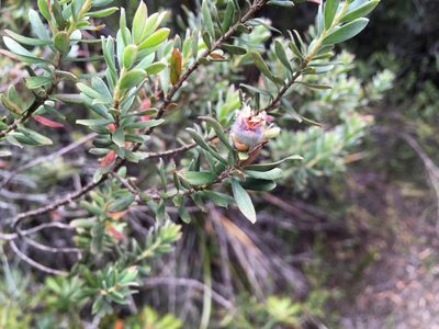Leptospermum lanigerum, photographed by Miguel de Salas