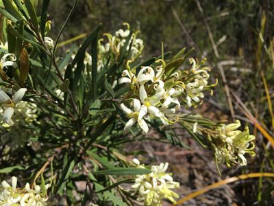 Lomatia polymorpha, photographed by Miguel de Salas
