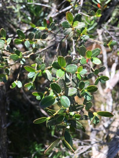 Eucryphia milliganii, photographed by Miguel de Salas